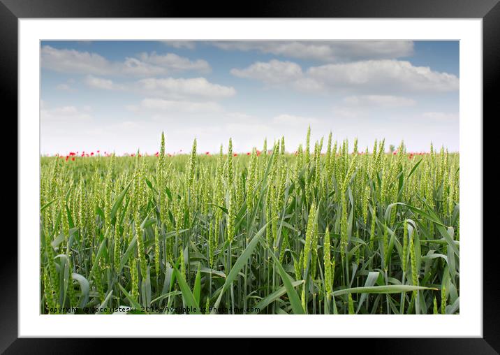 green wheat field Framed Mounted Print by goce risteski