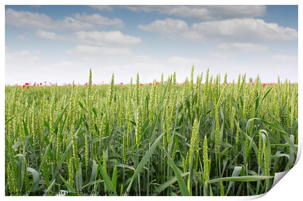 green wheat field Print by goce risteski