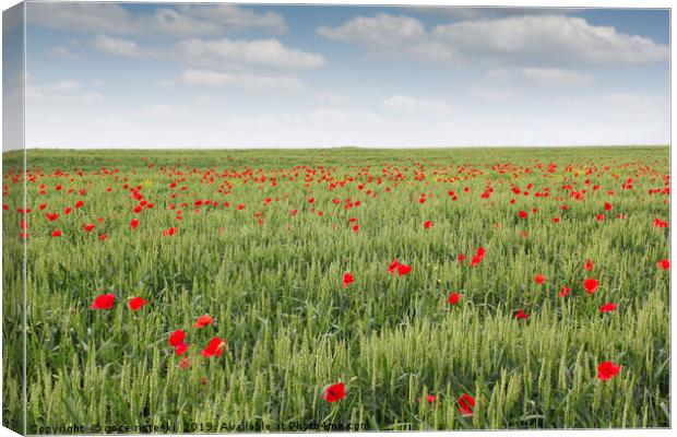 field with green wheat and poppy flower Canvas Print by goce risteski