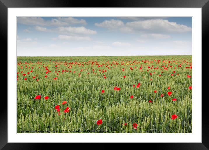 field with green wheat and poppy flower Framed Mounted Print by goce risteski