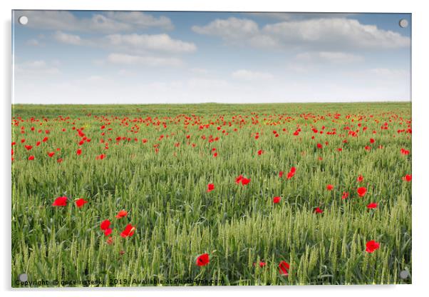 field with green wheat and poppy flower Acrylic by goce risteski