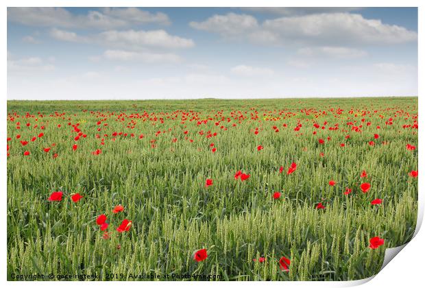 field with green wheat and poppy flower Print by goce risteski
