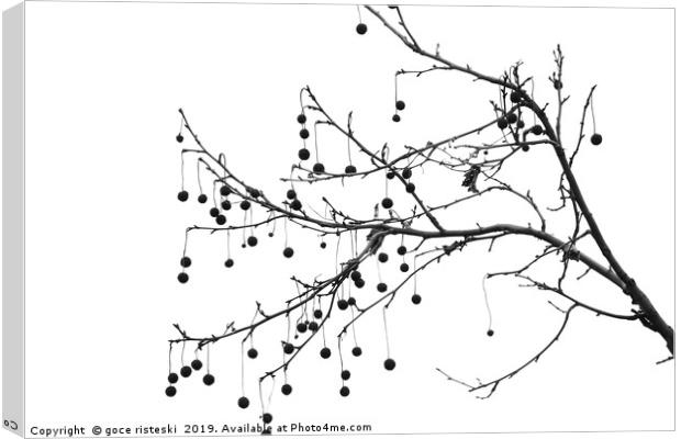 platan tree branch black and white  Canvas Print by goce risteski