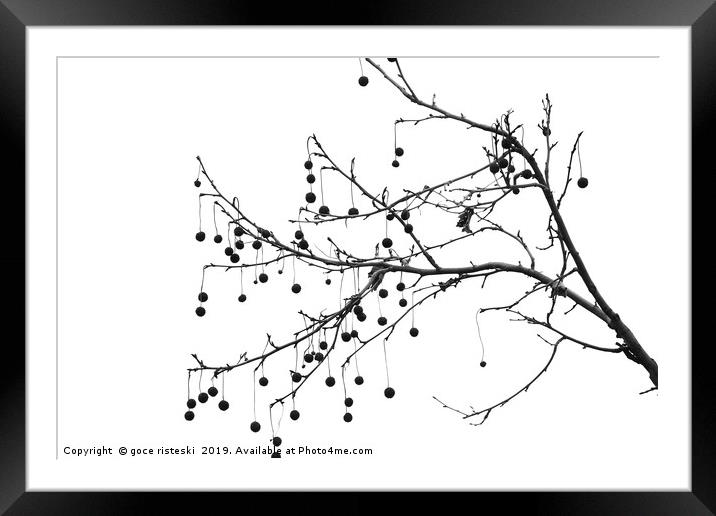 platan tree branch black and white  Framed Mounted Print by goce risteski