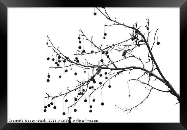 platan tree branch black and white  Framed Print by goce risteski