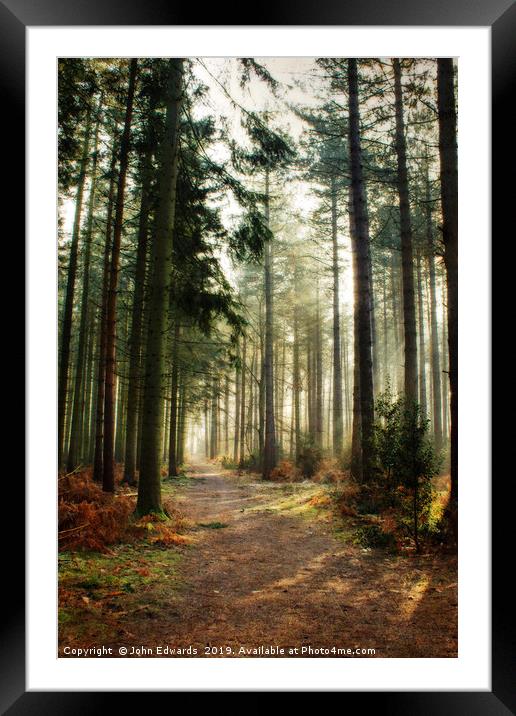 A walk through the pines Framed Mounted Print by John Edwards