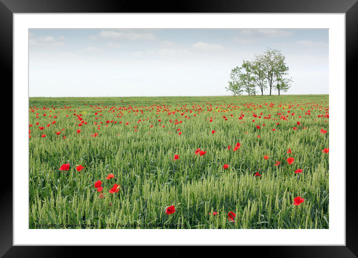 green wheat field spring scene Framed Mounted Print by goce risteski