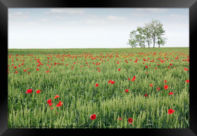 green wheat field spring scene Framed Print by goce risteski
