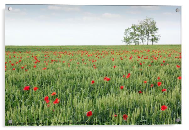 green wheat field spring scene Acrylic by goce risteski
