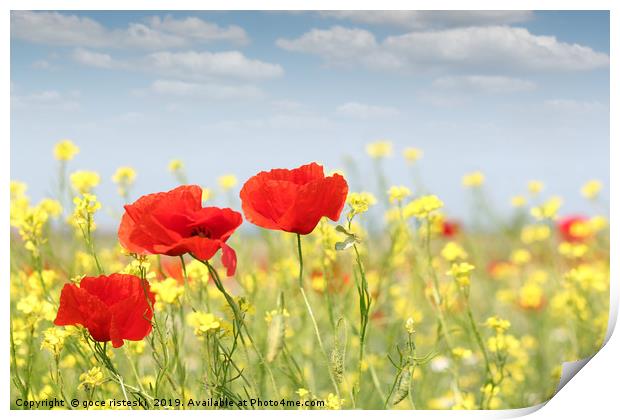 poppy flowers nature spring scene Print by goce risteski