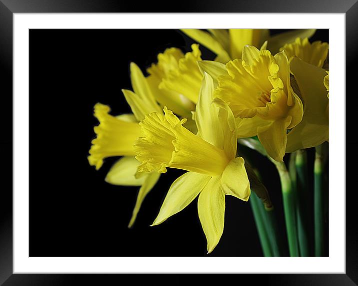 Radiant Daffodils Framed Mounted Print by Jacqi Elmslie