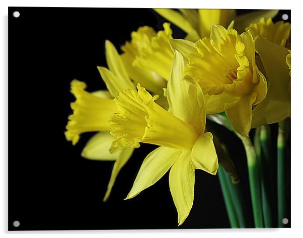Radiant Daffodils Acrylic by Jacqi Elmslie