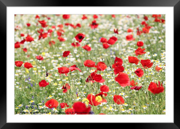 red and white wild flowers spring scene Framed Mounted Print by goce risteski