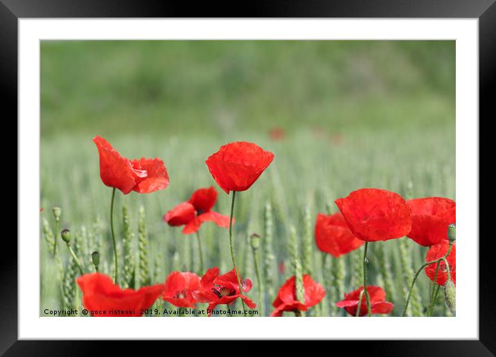red poppy flower and green wheat nature spring sce Framed Mounted Print by goce risteski