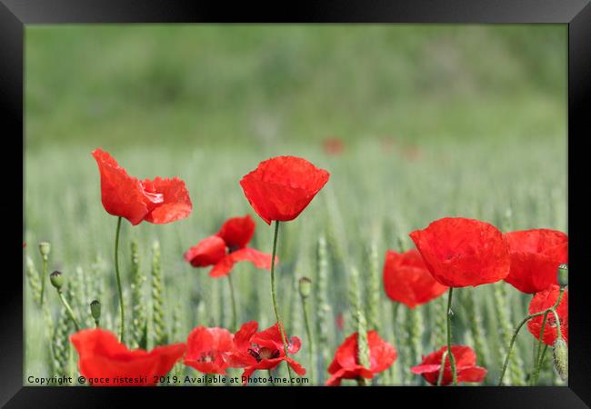 red poppy flower and green wheat nature spring sce Framed Print by goce risteski