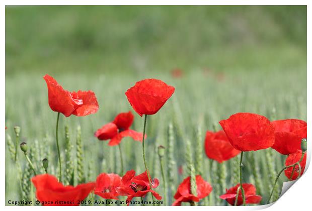 red poppy flower and green wheat nature spring sce Print by goce risteski