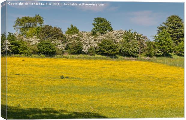 Buttercup Meadow Canvas Print by Richard Laidler