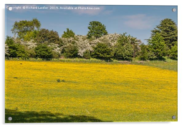 Buttercup Meadow Acrylic by Richard Laidler