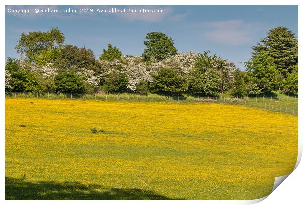 Buttercup Meadow Print by Richard Laidler