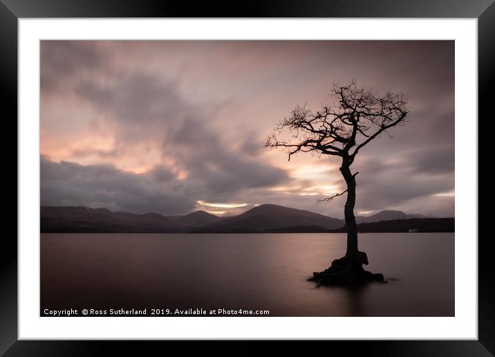 Milarrochy Bay Tree Framed Mounted Print by Ross Sutherland