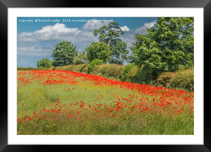 Field Poppies and Oilseed Rape Framed Mounted Print by Richard Laidler