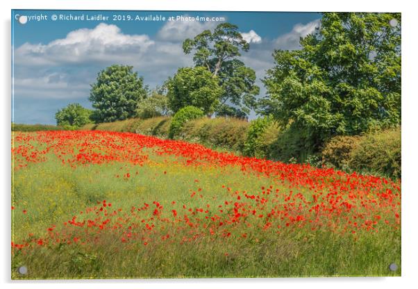 Field Poppies and Oilseed Rape Acrylic by Richard Laidler