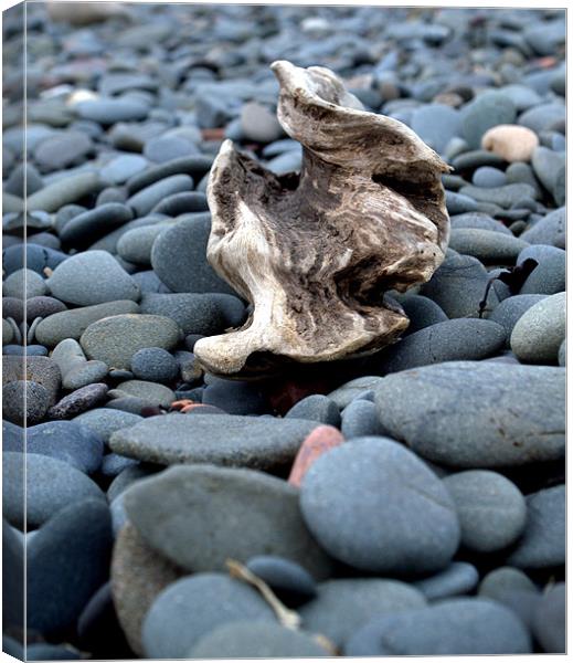 Pebble Drifter Canvas Print by james sanderson