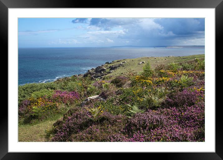 Heather on Cornish Coast Framed Mounted Print by Brigitte Whiteing