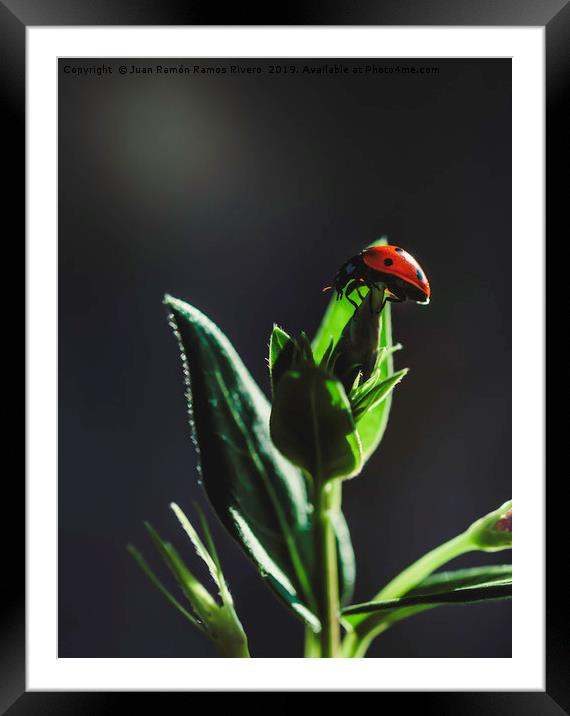 Ladybird on a sunny green with dark background Framed Mounted Print by Juan Ramón Ramos Rivero