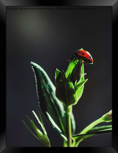 Ladybird on a sunny green with dark background Framed Print by Juan Ramón Ramos Rivero