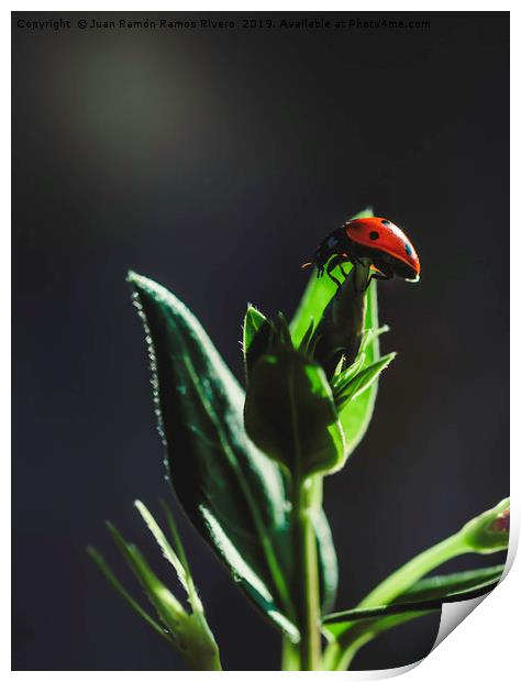 Ladybird on a sunny green with dark background Print by Juan Ramón Ramos Rivero