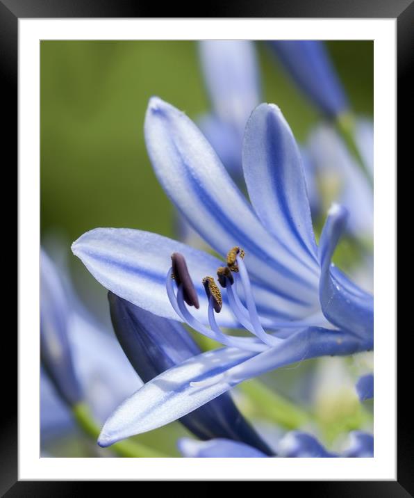Lilac Lily Framed Mounted Print by Mark Fieldsend