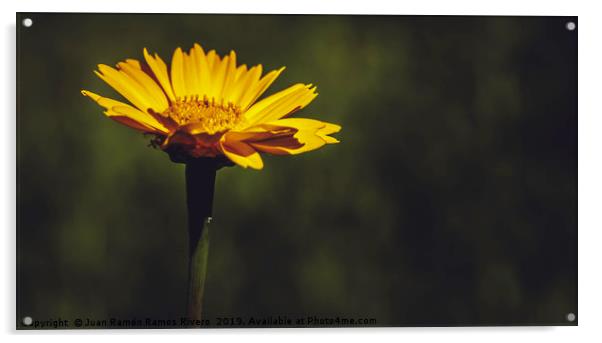 Macro close-up of a yellow daisy flower Acrylic by Juan Ramón Ramos Rivero