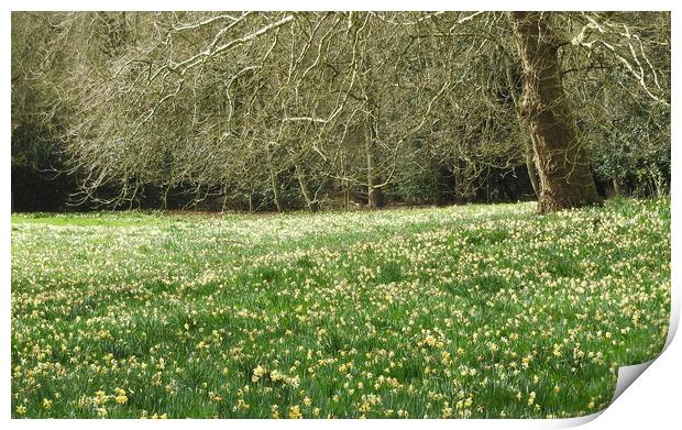 Warley Place wild daffodils. Print by Brigitte Whiteing