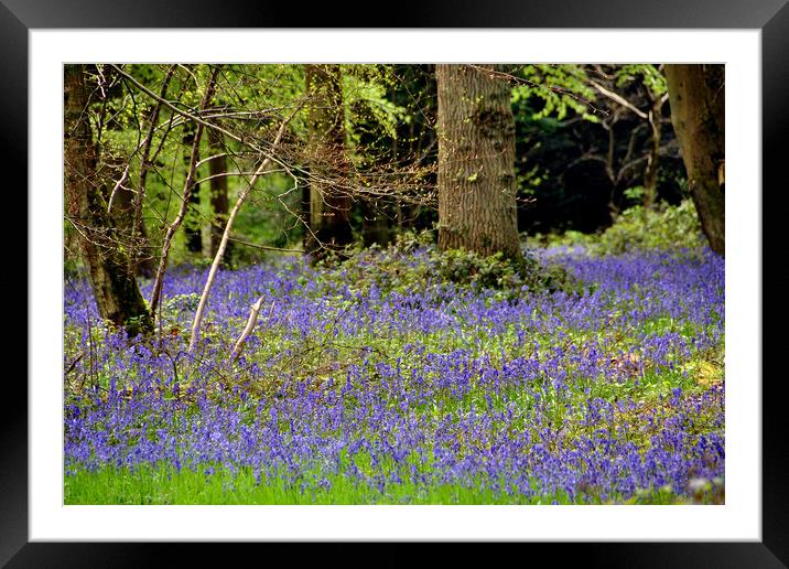 Bluebell Woods Bluebells Basildon Park Berkshire Framed Mounted Print by Andy Evans Photos
