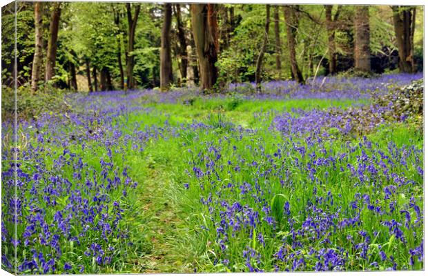 Bluebell Woods Basildon Park Reading Berkshire Canvas Print by Andy Evans Photos