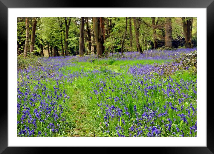 Bluebell Woods Basildon Park Reading Berkshire Framed Mounted Print by Andy Evans Photos