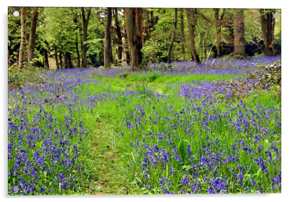 Bluebell Woods Basildon Park Reading Berkshire Acrylic by Andy Evans Photos