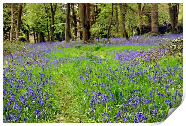 Bluebell Woods Basildon Park Reading Berkshire Print by Andy Evans Photos