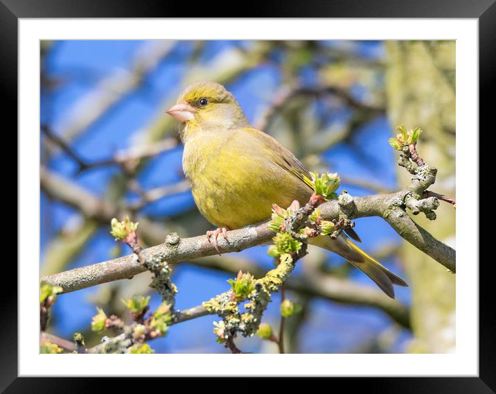 Greenfinch Framed Mounted Print by Jonathan Thirkell