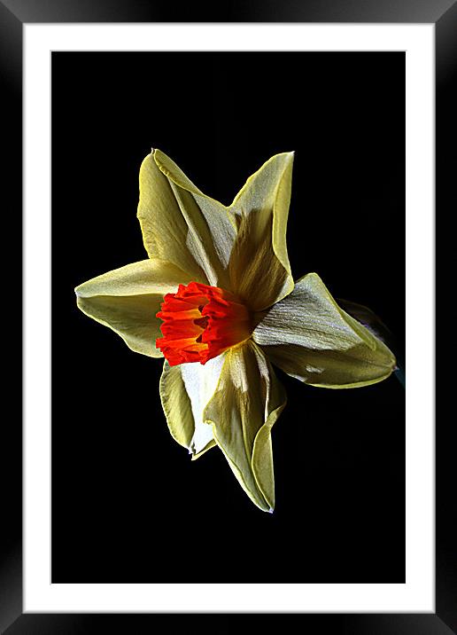 Daffodil head Framed Mounted Print by Doug McRae