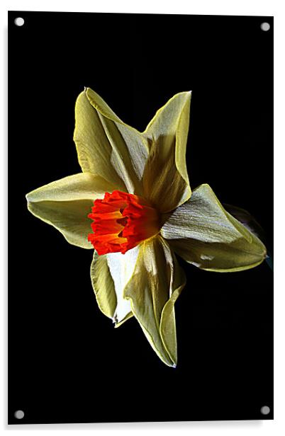 Daffodil head Acrylic by Doug McRae