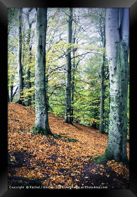 Vibrant Forest Framed Print by RJ Bowler