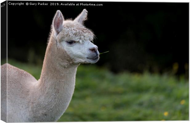 Close up of an Alpaca, chewing grass Canvas Print by Gary Parker