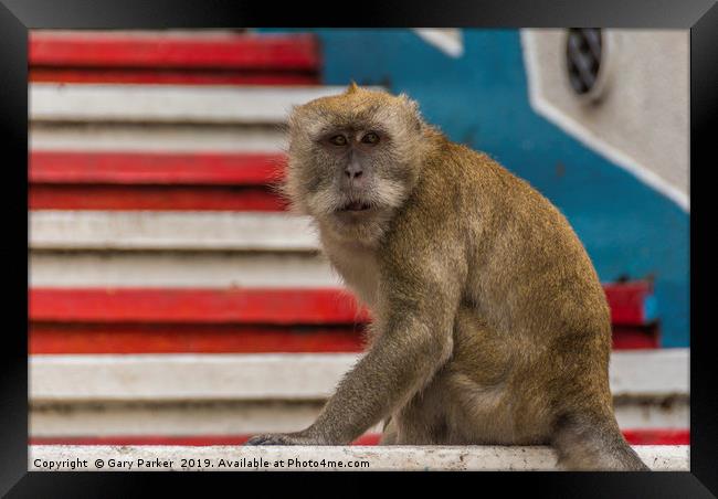 A Macaque monkey in Kuala Lumpur, Malaysia	  Framed Print by Gary Parker