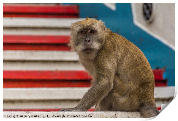 A Macaque monkey in Kuala Lumpur, Malaysia	  Print by Gary Parker