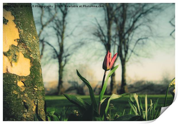 Red tulip in the sunshine Print by NKH10 Photography