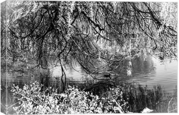 Black and white willow tree by the pond Canvas Print by NKH10 Photography