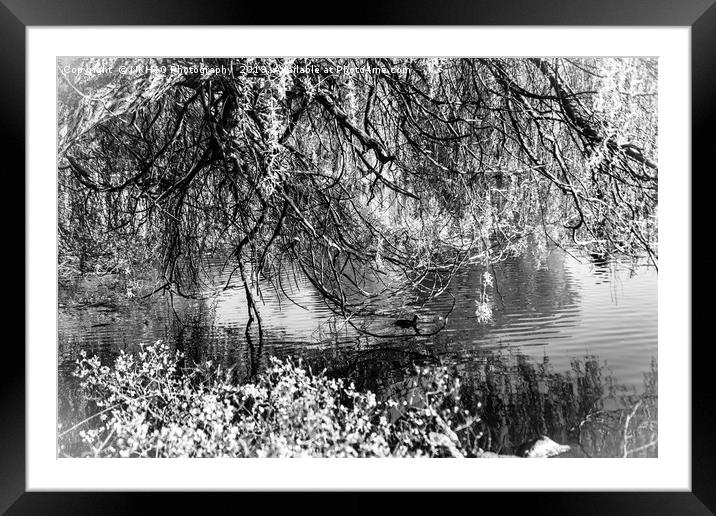 Black and white willow tree by the pond Framed Mounted Print by NKH10 Photography
