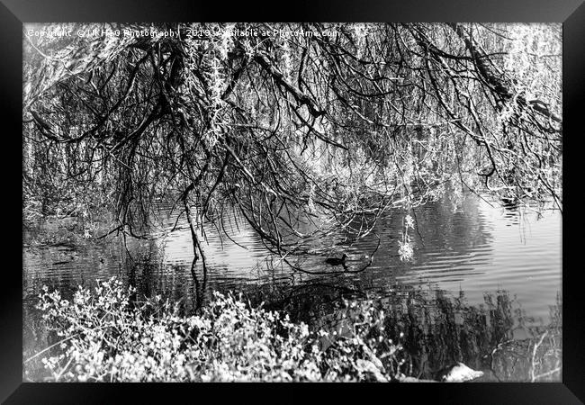 Black and white willow tree by the pond Framed Print by NKH10 Photography